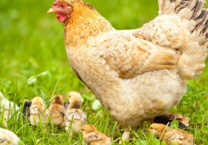 animal nutrition supplements