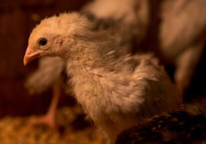 poultry supplements