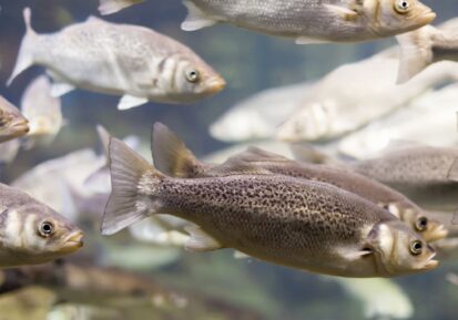 fish farming health and growth supplements (2)