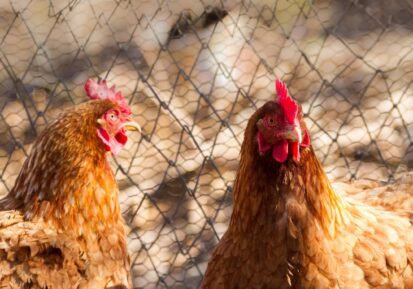 poultry feed supplement