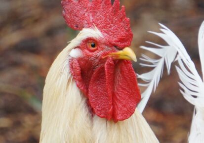 commercial poultry nutrition (1)