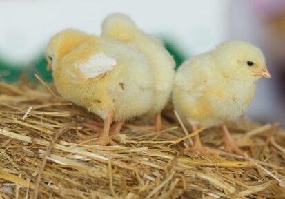 commercial poultry nutrition (3)