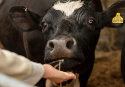 animal nutrition products manufacturer