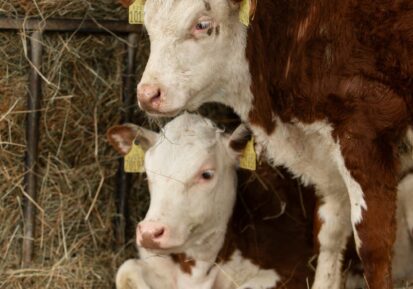 animal nutrition supplements